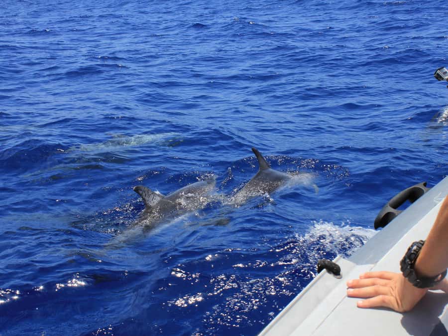 From Muscat: Discover Dolphins Day Trip - Watching bow-riding, breaches, and playful behavior