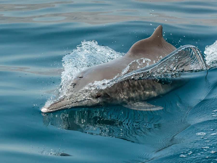 From Muscat: Discover Dolphins Day Trip - What the $32 price really covers