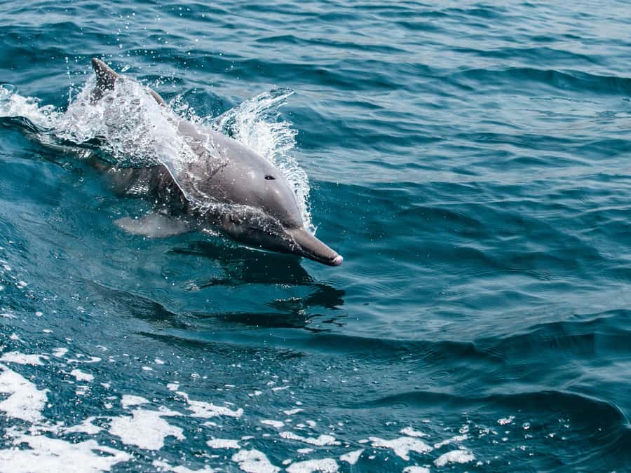 From Muscat: Discover Dolphins Day Trip - Searching the coast for dolphins