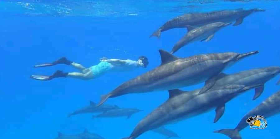 From Nungwi/Kendwa: Mnemba Atoll Starfishes & Dolphins Tour - The dolphin stop: memorable, but handle it responsibly