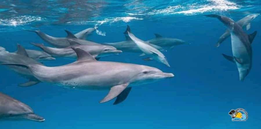 From Nungwi/Kendwa: Mnemba Atoll Starfishes & Dolphins Tour - Snorkeling around Mnemba Island