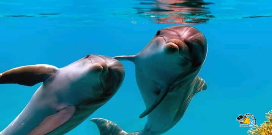 From Nungwi/Kendwa: Mnemba Atoll Starfishes & Dolphins Tour - Who should book this outing?