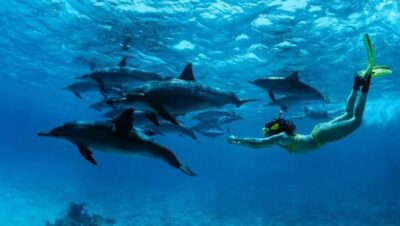 Mnemba Boat Trip and Dolphin Snorkel Adventure