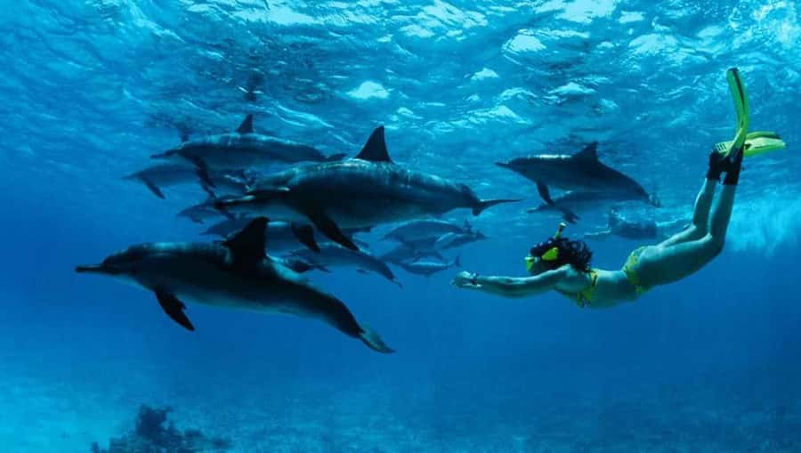 From Nungwi : Mnemba Boat Trip and Dolphin Snorkel Adventure - The dolphin stop and its real limits