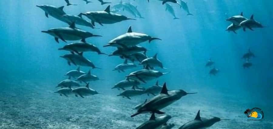 From Nungwi: Mnemba Island Dolphin Watching and Snorkeling - Key points to know before booking