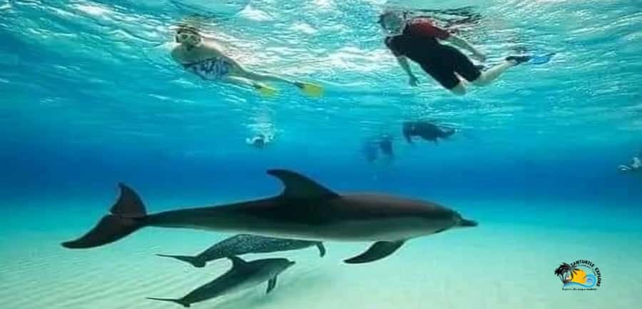 From Nungwi: Mnemba Island Dolphin Watching and Snorkeling - Dolphin watching near Mnemba Island