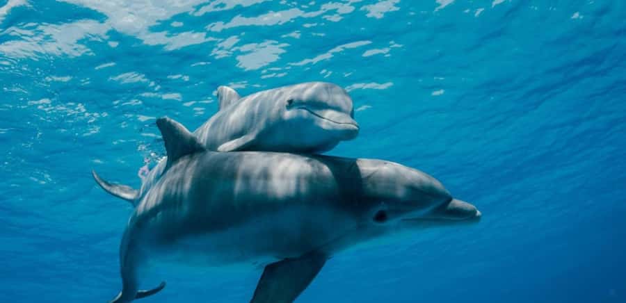 FROM NUNGWI; MNEMBA SNORKELING AND DOLPHIN TOUR - Key points before you book