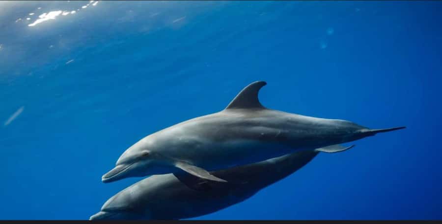 FROM NUNGWI; MNEMBA SNORKELING AND DOLPHIN TOUR - The dolphin encounter is exciting but unpredictable
