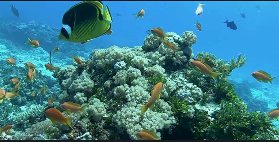 FROM NUNGWI; MNEMBA SNORKELING AND DOLPHIN TOUR - The reef, starfish, and shallow sandbank stops