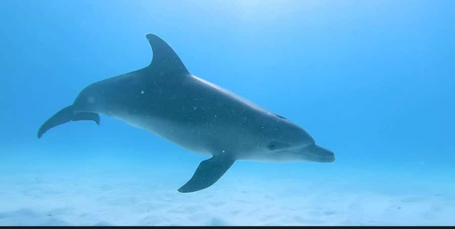 FROM NUNGWI; MNEMBA SNORKELING AND DOLPHIN TOUR - Boat conditions, pickup, and the return to Nungwi