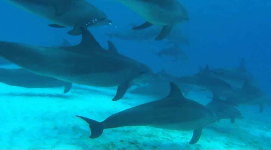 FROM NUNGWI; MNEMBA SNORKELING AND DOLPHIN TOUR - Snorkeling around Mnemba Island