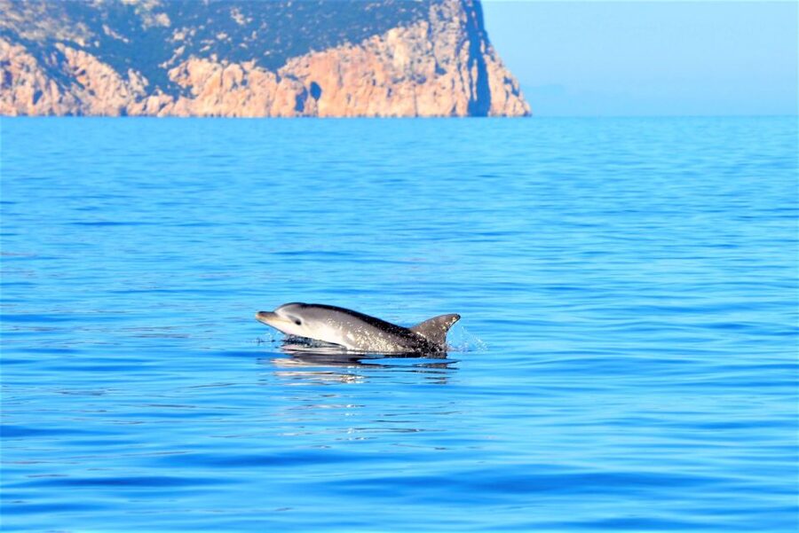 From Olbia: RIB Tour to Capo Figari with Dolphin Sighting - Key points before you book
