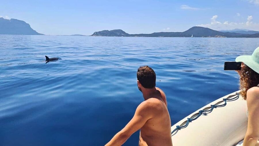 From Olbia: RIB Tour to Capo Figari with Dolphin Sighting - Leaving Marina di Olbia at 9:30