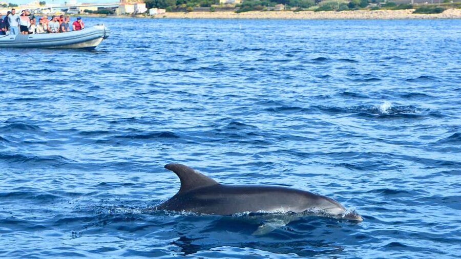 From Olbia: RIB Tour to Capo Figari with Dolphin Sighting - Cala Moresca, Figarolo, and the flexible second stop