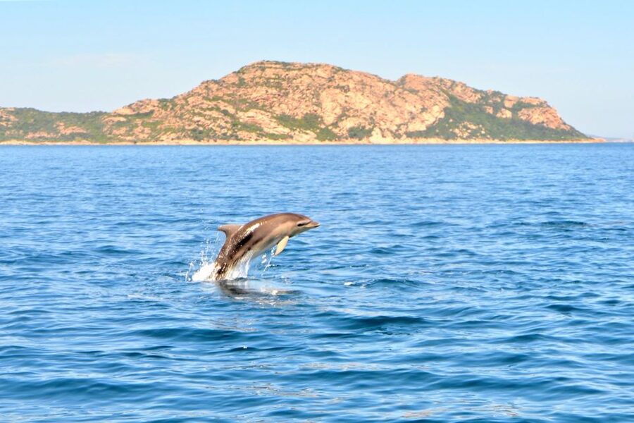From Olbia: RIB Tour to Capo Figari with Dolphin Sighting - Who will enjoy this Olbia boat trip