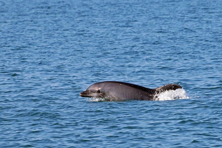 From Olbia: RIB Tour to Capo Figari with Dolphin Sighting - Practical tips for a smoother morning