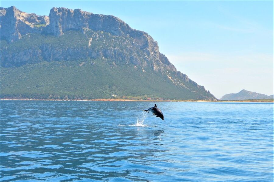 From Olbia: RIB Tour to Capo Figari with Dolphin Sighting - The first 30 minutes: sailing toward Figarolo Island