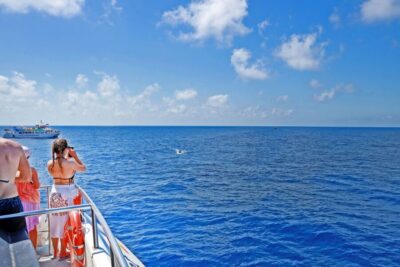Dolphin Watching Cruise in a Glass-Bottom Boat