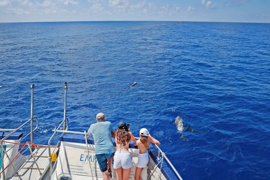 From Palma: 3-Hour Morning Dolphin Watching Boat Tour - The cove swim and snorkeling stop