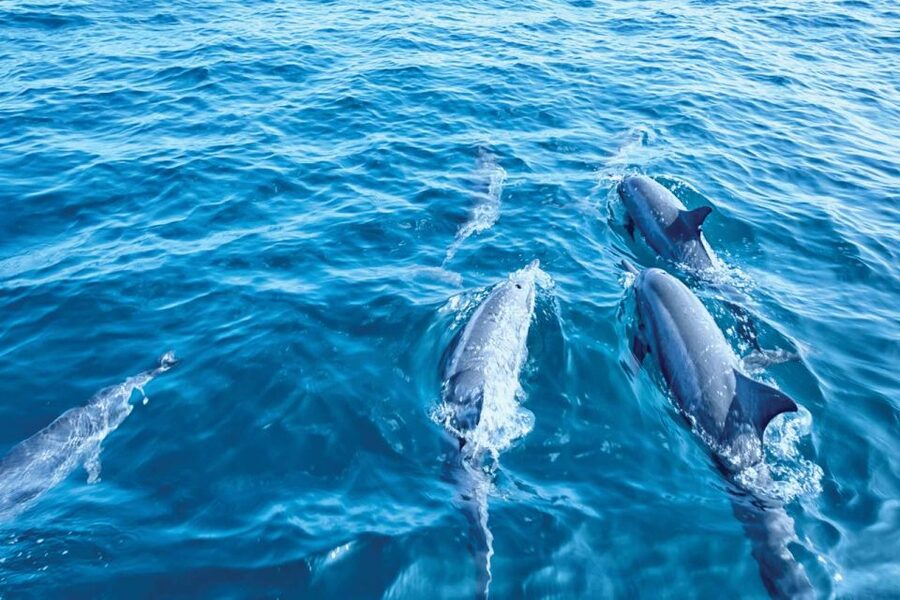 From Palma: 3-Hour Morning Dolphin Watching Boat Tour - Is $63 a fair price?