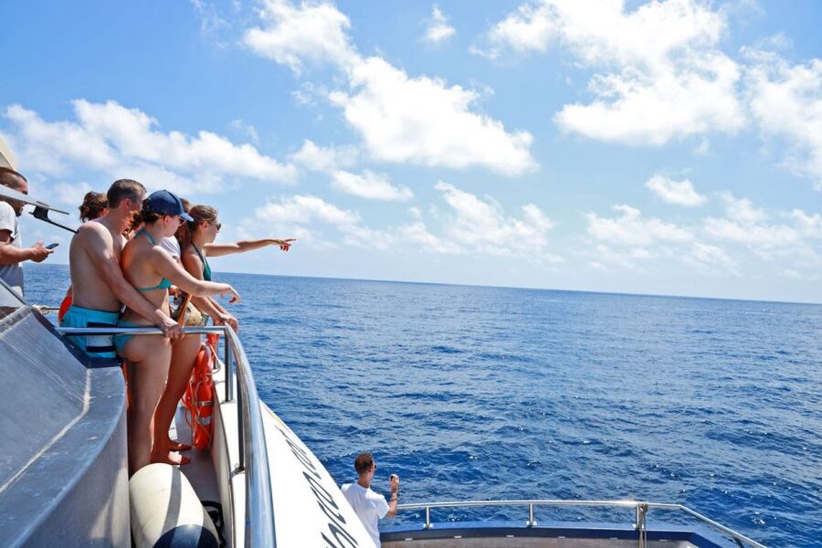 From Palma: 3-Hour Morning Dolphin Watching Boat Tour - Who will enjoy this boat trip most?