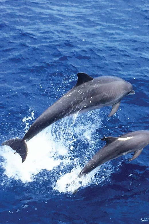 From Palma: Afternoon Dolphin-Watching Boat Tour - Returning from Santa Ponsa