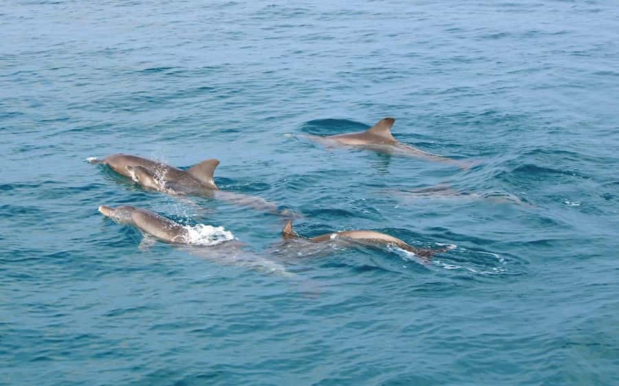 From Phuket: Racha & Maiton Island Dolphin Expedition - Banana Bay adds a second chance to snorkel