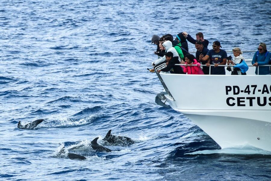 From Ponta Delgada: Whale and Dolphin Watching Trip - Key points to know before you book