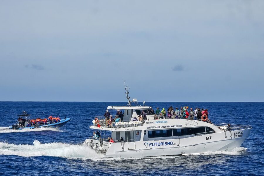 From Ponta Delgada: Whale and Dolphin Watching Trip - Two hours and 45 minutes searching for marine life