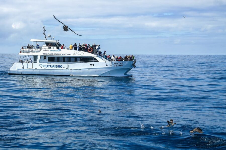 From Ponta Delgada: Whale and Dolphin Watching Trip - What the best sightings can feel like