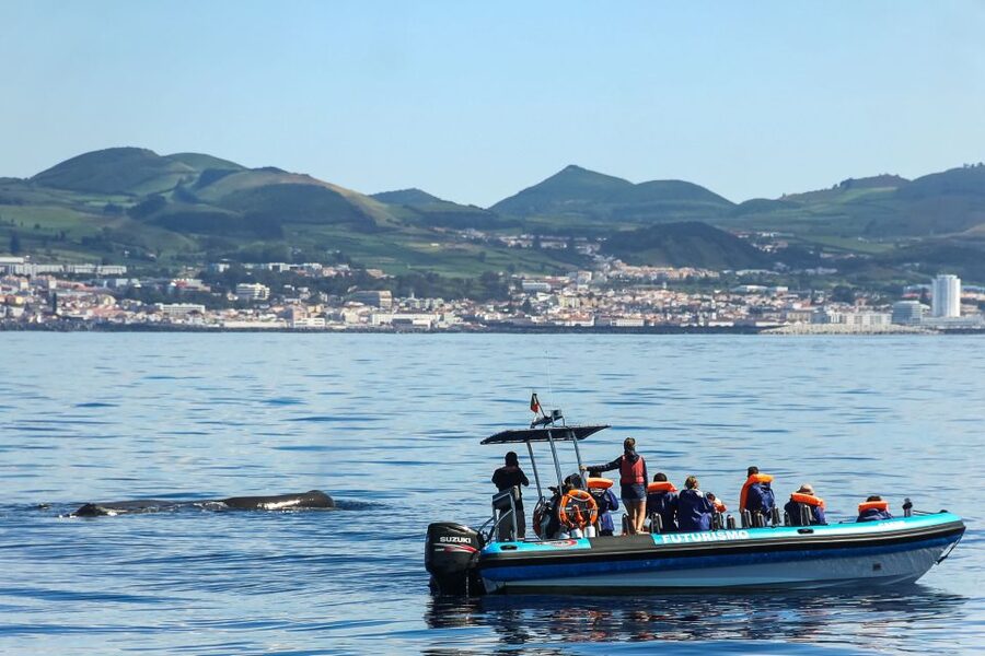 From Ponta Delgada: Whale and Dolphin Watching Trip - The guides make the difference