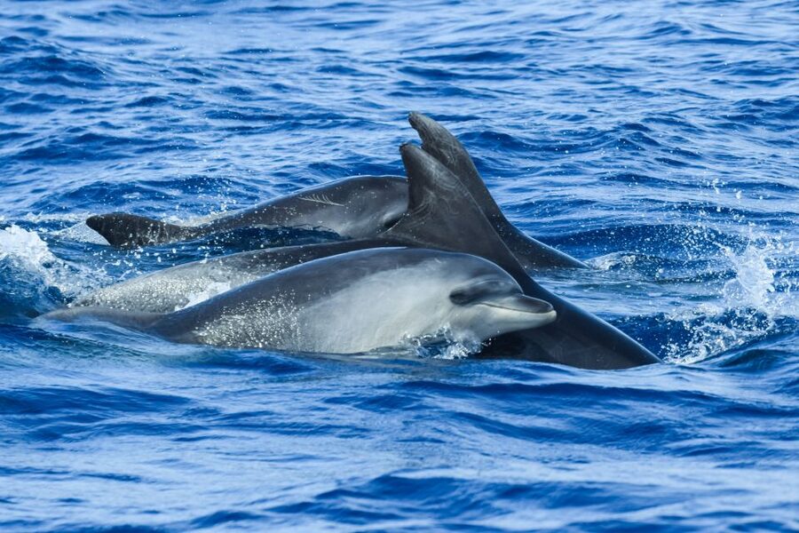 From Ponta Delgada: Whale and Dolphin Watching Trip - Is $82 good value for three hours?
