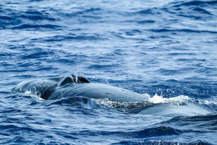 From Ponta Delgada: Whale and Dolphin Watching Trip - Practical advice for a better outing
