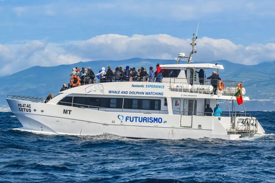 From Ponta Delgada: Whale and Dolphin Watching Trip - Who should book this Ponta Delgada trip?