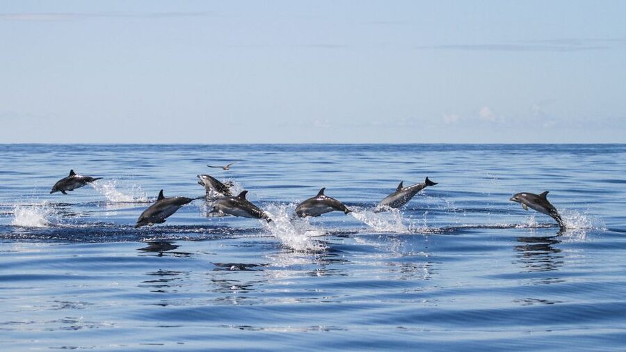 A pod of dolphins running alongside a boat off Ponta Delgada