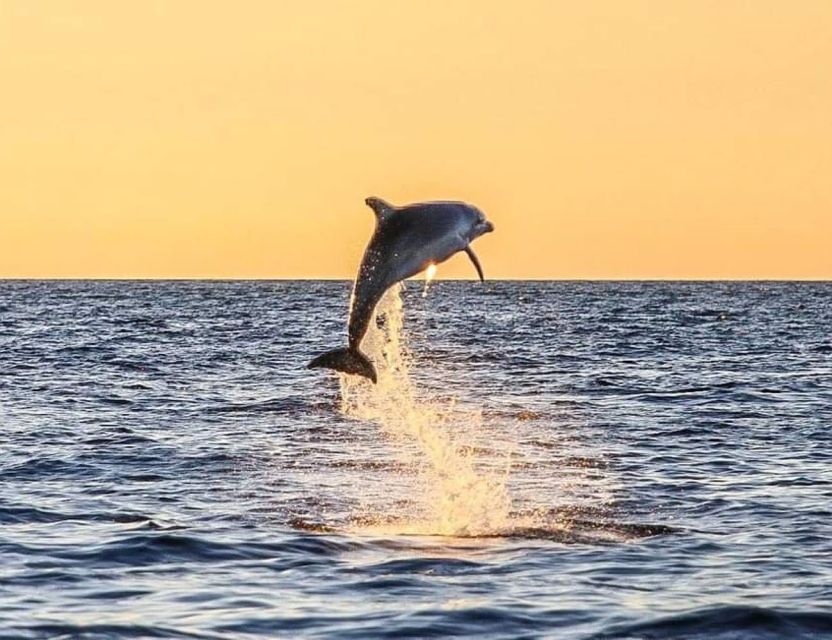From Poreč: Evening Dolphin Cruise with Welcome Drink - Quick facts that matter before you book