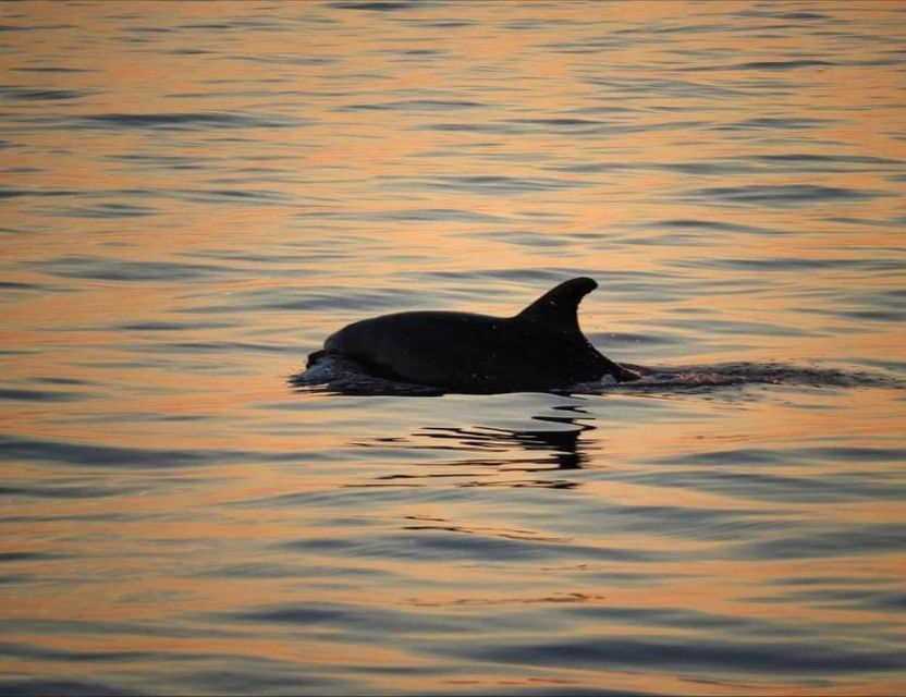 From Poreč: Evening Dolphin Cruise with Welcome Drink - Searching for dolphins in the Adriatic