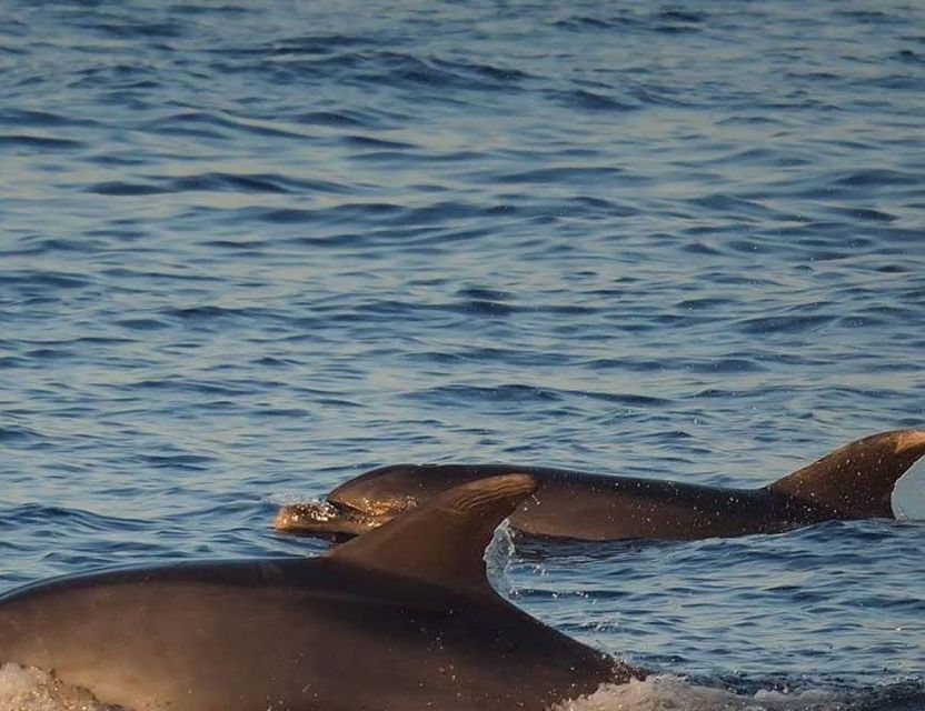 From Poreč: Evening Dolphin Cruise with Welcome Drink - Practical planning for your evening