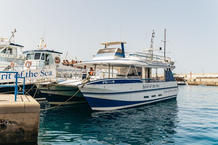 From Puerto Rico de Gran Canaria: Dolphin Watching Cruise - What the cruise is really about