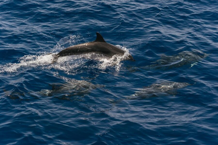 From Puerto Rico de Gran Canaria: Dolphin Watching Cruise - The 2.5-hour route along Gran Canaria’s southwest coast