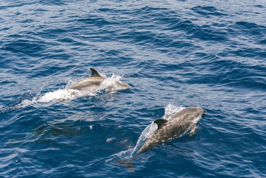 From Puerto Rico de Gran Canaria: Dolphin Watching Cruise - Seasickness is the main practical concern