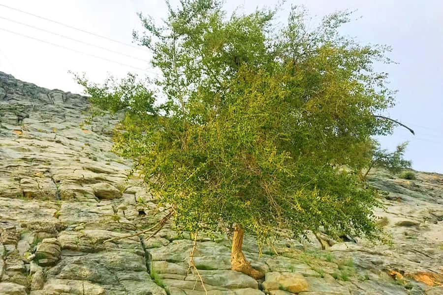 From Ras Al Khaima : Dolphin Watching and Jabal Harim Safari - Dolphin watching in Khor Sham