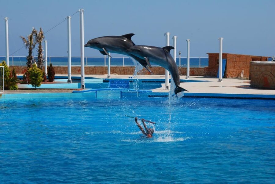 From Side Dolphin and Seal Show Ticket with Hotel Transfers - My practical verdict on the show