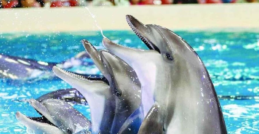 From Side Dolphin and Seal Show Ticket with Hotel Transfers - The seals bring the comedy