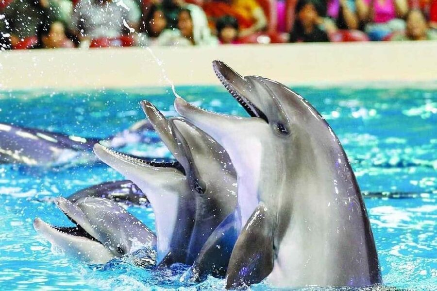 From Side Dolphin and Seal Show Ticket with Hotel Transfers - The educational side is worth noticing