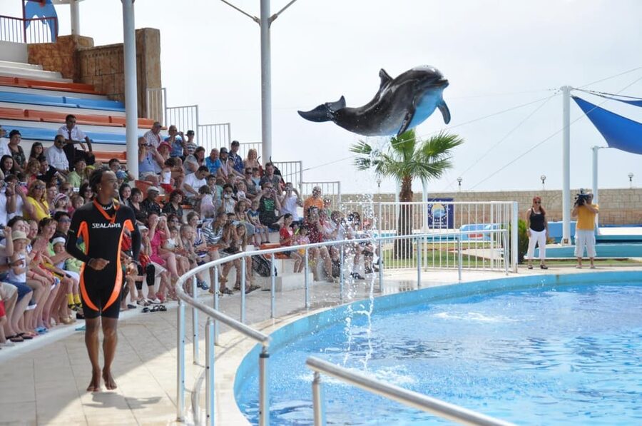 From Side Dolphin and Seal Show Ticket with Hotel Transfers - The hotel transfer adds real value