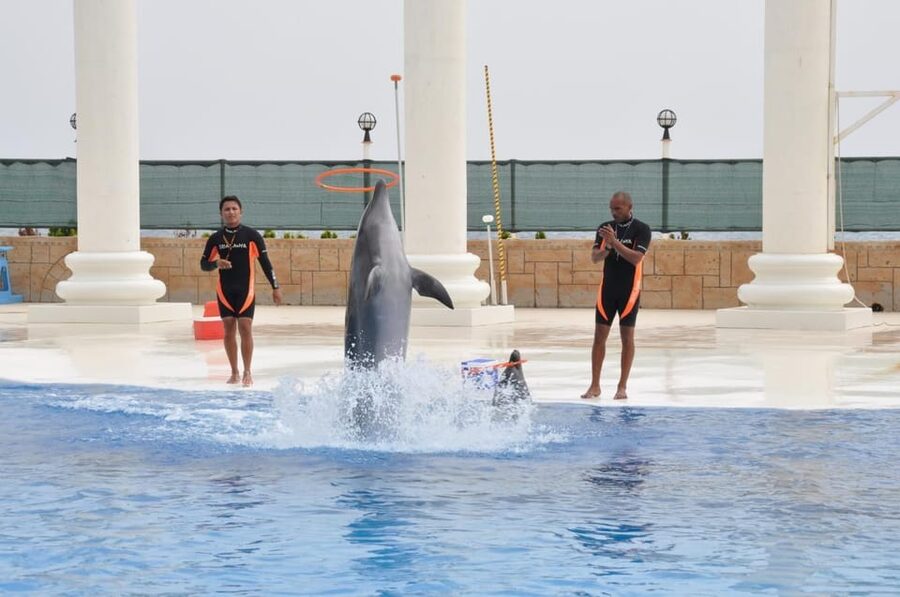 From Side Dolphin and Seal Show Ticket with Hotel Transfers - Who will enjoy this most?