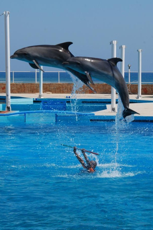 From Side Dolphin and Seal Show Ticket with Hotel Transfers - What happens when the show begins