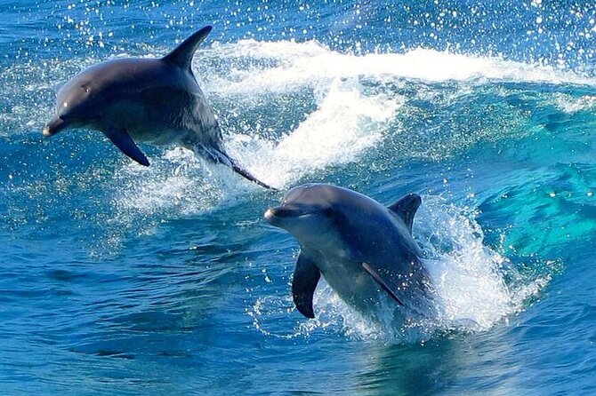 From Sydney: Port Stephens Dolphin, Koalas, Lunch & Sandboarding - The 6:45 a.m. departure from Sydney