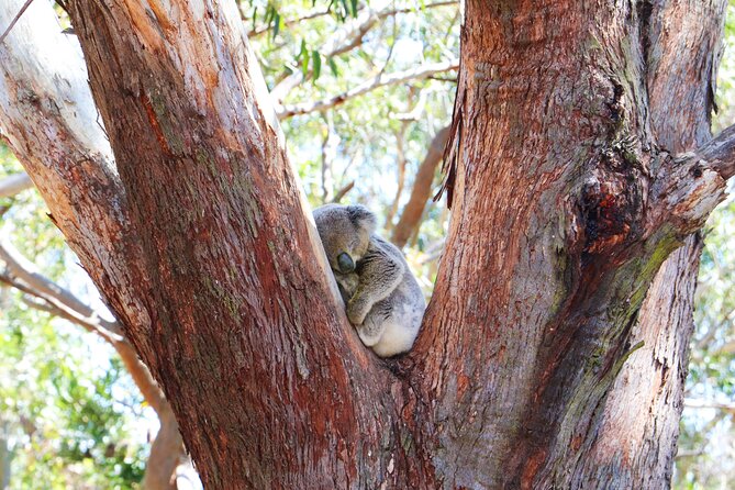 From Sydney: Port Stephens Dolphin, Koalas, Lunch & Sandboarding - Lunch in Nelson Bay, with an important change